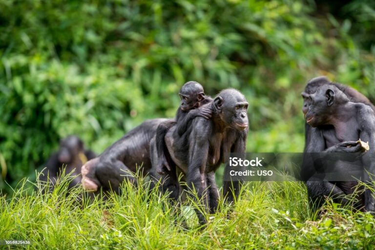 Is the Law of the Jungle Just a Myth?